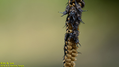 Ascalohybris subjacens