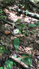 Elephantopus tomentosus