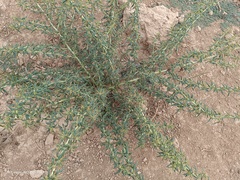 Xanthium spinosum