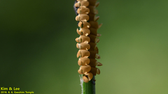 Ascalohybris subjacens