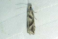 Pelochrista corosana