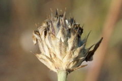 Cephalaria transsylvanica