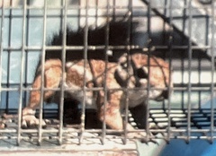 Ammospermophilus harrisii