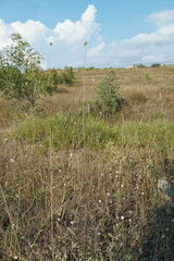 Cephalaria transsylvanica