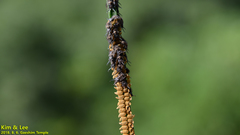 Ascalohybris subjacens