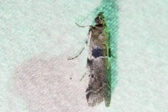 Quasisalebria occidentalis