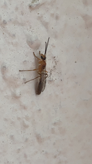 Ichneumonoidea