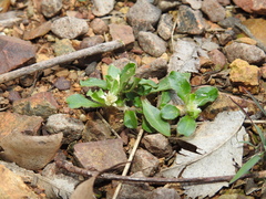 Alternanthera nana
