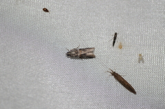 Acrobasis tricolorella