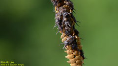 Ascalohybris subjacens