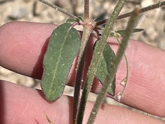 Boerhavia wrightii
