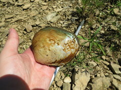 Cyclonaias tuberculata