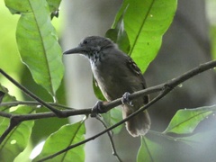 Epinecrophylla fulviventris