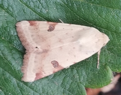 Heliothis peltigera