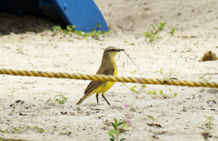 Machetornis rixosa