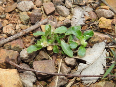Alternanthera nana