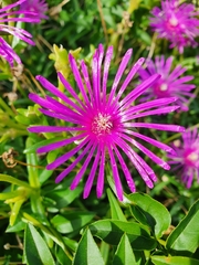 Delosperma cooperi