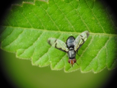Herina lacustris