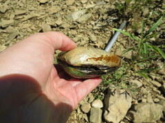 Cyclonaias tuberculata