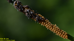 Ascalohybris subjacens