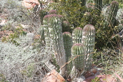 Euphorbia polygona