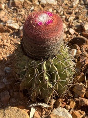 Melocactus zehntneri