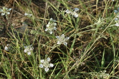 Nigella arvensis