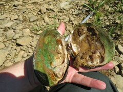 Cyclonaias tuberculata