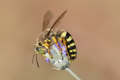 Bembix zonata