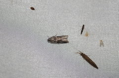 Acrobasis tricolorella