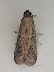 Ephestia elutella