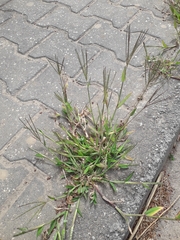 Digitaria sanguinalis