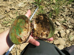 Cyclonaias tuberculata