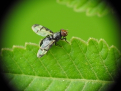 Herina lacustris