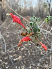 Ruellia asperula