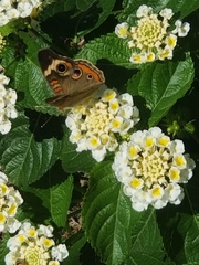 Junonia coenia coenia