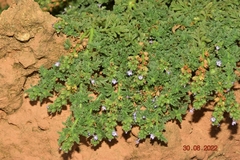 Verbena supina