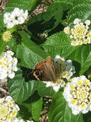 Junonia coenia coenia
