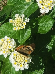 Junonia coenia coenia