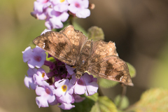 Nisoniades macarius