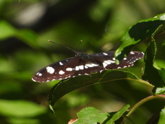 Limenitis reducta