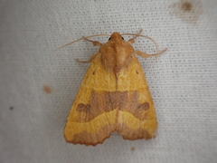 Atethmia centrago