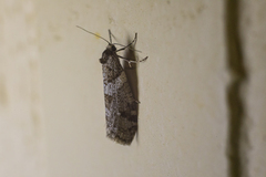 Lepidoscia heliochares