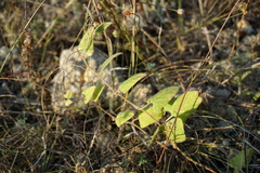 Convolvulus betonicifolius