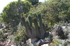 Euphorbia polygona