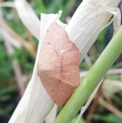 Cyclophora puppillaria