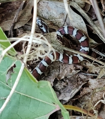 Lampropeltis triangulum