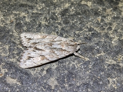 Andropolia