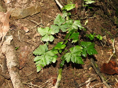 Doryopteris concolor