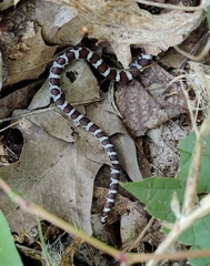 Lampropeltis triangulum